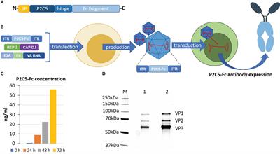 rAAV expressing recombinant antibody for emergency prevention and long-term prophylaxis of COVID-19